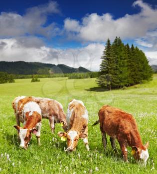 Grazing calves on green hill