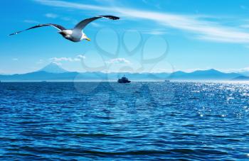 Blue sky, ocean and flaying seagull
