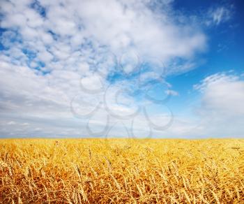 Landscape with wheat field and blue sky
