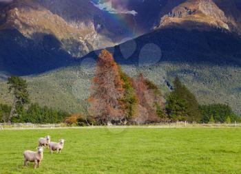 Mountain landscape with forest and grazing sheep, South Island, New Zealand
