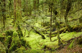 Primeval forest, New Zealand
