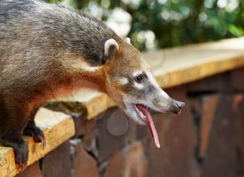 Coati at Iguazu Falls comes to people and begs for food