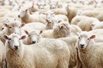 Livestock farm, herd of sheep
