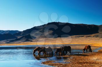 Drinking horses in mongolian wilderness
