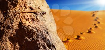 Desert lizard on the rock against sand dune in Sahara Desert

