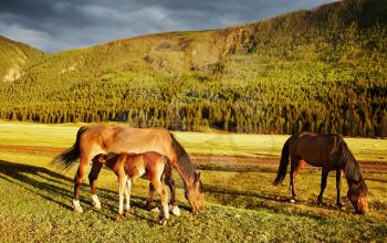 Mountain grassland with grazing horses at sunset
