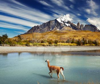 Guanaco crossing the river in Torres del Paine National Park, Patagonia, Chile