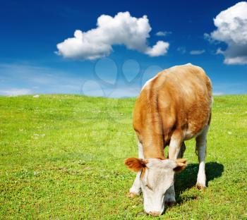 Rural landscape with grazing cow and blue sky