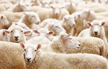 Livestock farm, Herd of sheep close up