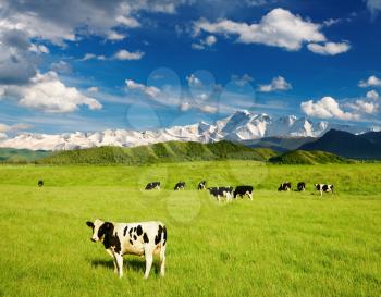 Landscape with grazing calves and snowy mountains