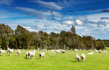 Green field and grazing sheep, New Zealand
