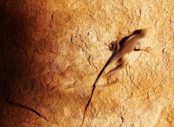Desert lizard on the rock in moving with motion blur
