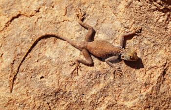 Desert lizard on the rock in Sahara Desert
