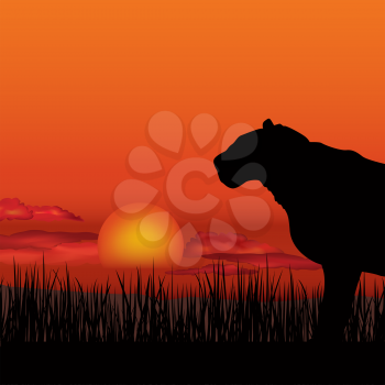 African landscape with animal lioness silhouette. Savanna wildlife nature. Sunset skyline background.