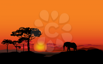 African landscape with animal elefant silhouette. Savanna wildlife nature. Sunset skyline background.