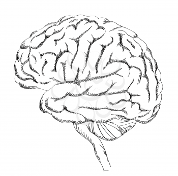 Brain anatomy. Human brain lateral view. Sketch illustration isolated on white background. 