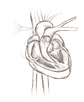 Human heart anatomy engraving. Heart structure retro sketch illustration isolated