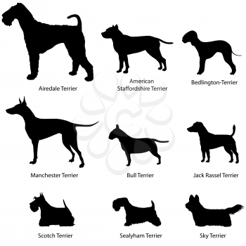 Dog set. Terrier collection. Dog breed vector silhouettes: Airdale Terrier, American Staffordshire Terrier, Manchester Terrier, Bull Terrier, Jack Rassel, Scotch Terrier, Bull Terrier, Sky Terrier.