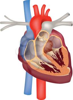 Heart anatomy medical sign. Human heart cross section structure
