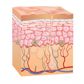 Human skin structure. 3d anatomy of the epidermis. Vector illustration isolated on white background.