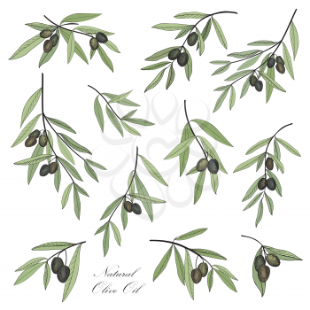 Olive. Hand drawn olive branch set. Stylish design elements collection for label, pack.