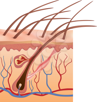 Human skin and hair structure. Anatomical sign. Beauty care isolated illustration