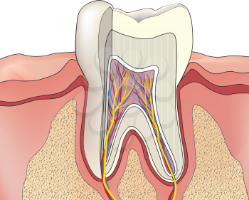Tooth structure. Anatomy of teeth. Dental medical illustration.