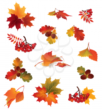 Autumn icon set. Fall leaves and berries. Nature symbol vector collection isolated on white background.