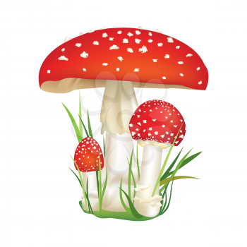 Red poison mushroom isolated on white background. Vector illustration set.