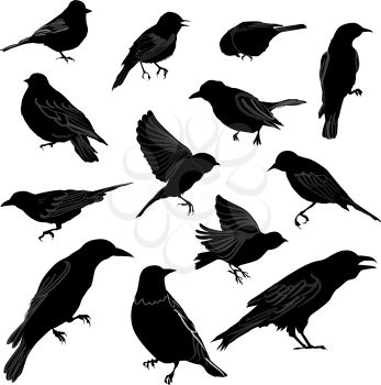 Set of birds silhouette. Vector illustration