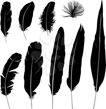 Feather set. Vector illustration isolated over white background