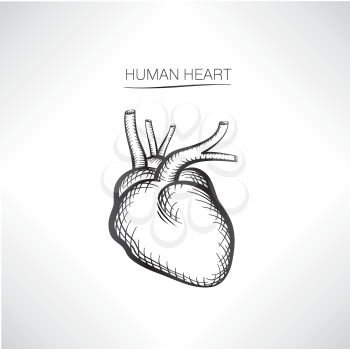 Human heart isolated. Internal organ icons sketch