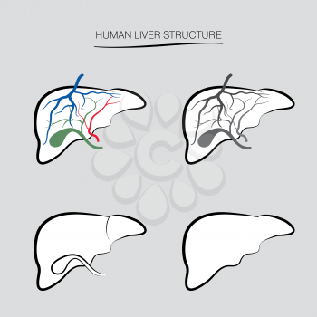 Human liver structure. Human internal organ icons set