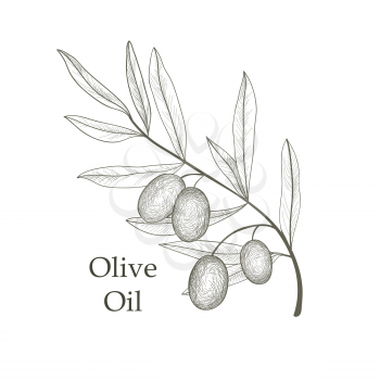 Olive tree branch with olives isolated sketch over white background Retro olive branch engraving Vector illustration