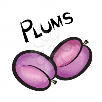 Pulms isolated. Plum fruit label design. Hand drawn watercolor berry set. Vector illustration collection.