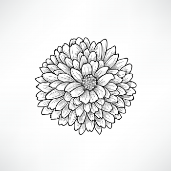 Floral background. Greeting card with flower. Flourish border. Gentle decor with summer flower dahlia. Black and white vector illustration