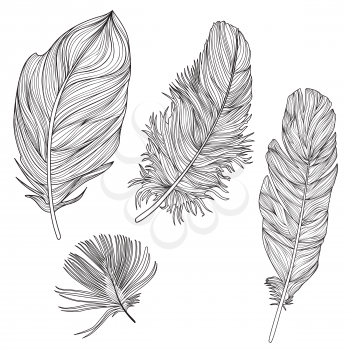 Feather sign isolated set. Different birds doodle feathers