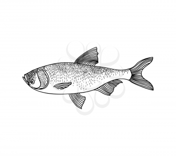 Fish sketch isolated over white background. Seafood icon. Hand drawn engraving illustration of gilt head and sea bass.