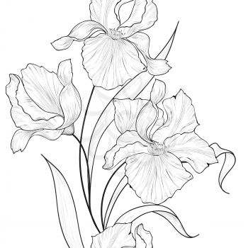 Floral seamless pattern. Flower iris engraving background.
