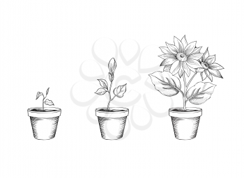 Flower growth set. Floral pot. Plant bloom stages. Sketch sign collection