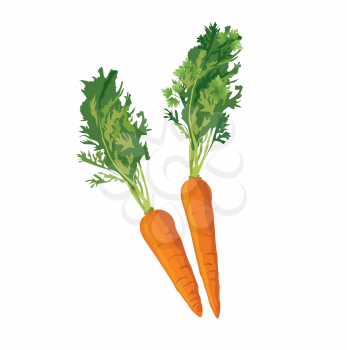 Carrots. Ripe carrot food ingredient. Vegetable carrot isolated