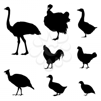 Poultry icons with sample text. Poultry silhouettes collection for groceries, restraunt menu or advertising. Vector labels design