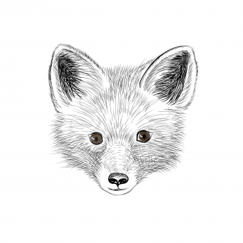 Fox. Wild animal fox looking at camera. Fox baby sketch face