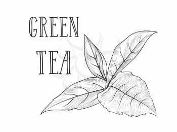 Green tea tree branch herb label with lettering GREEN TEA. Tea leaves card background for hot beverage menu design