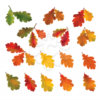 Autumn leaves isolated on white background. Fall icon. Nature decor with oak leaf set.