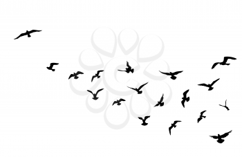 Bird flying silhouette over sky background. Animal wildlife skyline