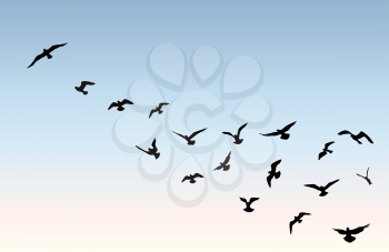 Bird flying silhouette over blue sky background. Animal wildlife skyline