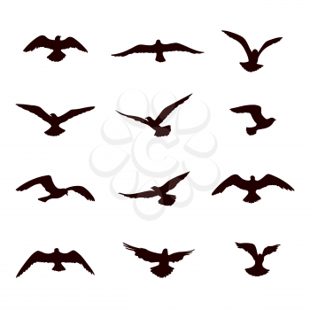 Bird flying silhouette set. Wildlife icon collection