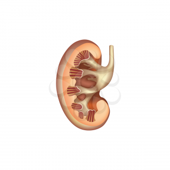 Kidney cross section anatomy. Human internal organ icon. Medical digestive system sign