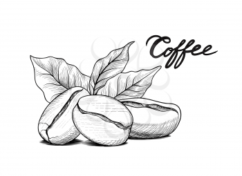 Coffee beans with leaves and handwritten lettering. Drink coffee banner hand drawn sketch. Line art label over white background